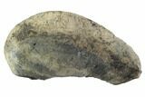 Fossil Whale Ear Bone - Miocene #95748-1
